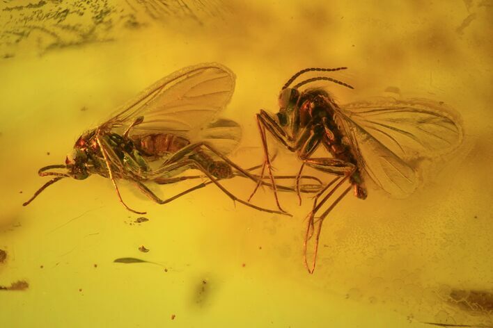 Three Fossil Flies (Diptera) In Baltic Amber #72191